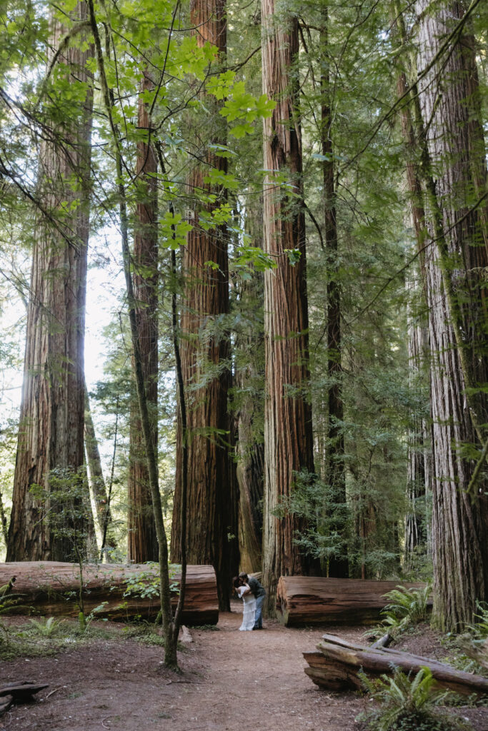 A couple embracing in the Redwoods National Park, surrounded by towering trees and fallen logs, capturing a moment of connection and emotion.